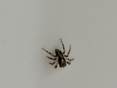 Pseudeuophrys lanigera