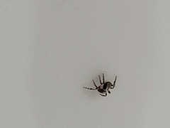 Pseudeuophrys lanigera