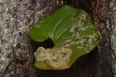 Parallelomma vittatum