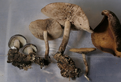 Agrocybe firma