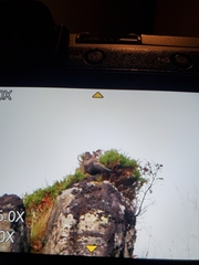 Turdus torquatus