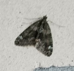 Chloroclysta siterata