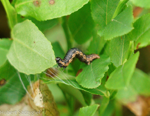 Spear-marked Black Moth