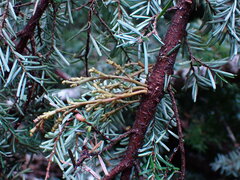 Arceuthobium tsugense