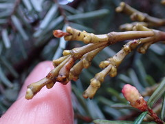 Arceuthobium tsugense