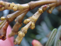 Arceuthobium tsugense