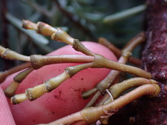 Arceuthobium tsugense