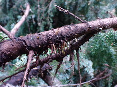 Arceuthobium tsugense