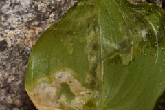 Parallelomma vittatum