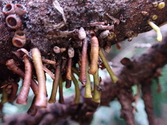 Arceuthobium tsugense