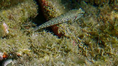 Gobius incognitus