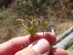 Cordylanthus rigidus