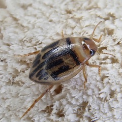 Hygrotus versicolor