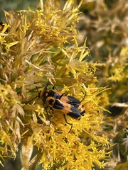 Chauliognathus basalis