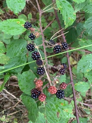 Rubus polonicus