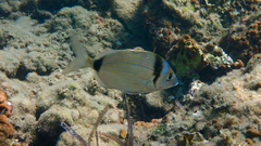Diplodus vulgaris
