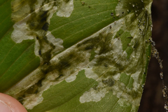 Parallelomma vittatum