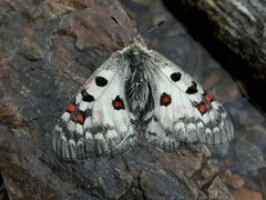 Parnassius phoebus