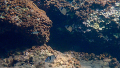 Diplodus vulgaris