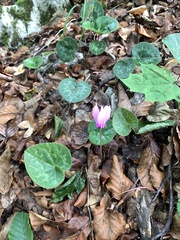 Cyclamen purpurascens