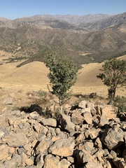 Acer monspessulanum