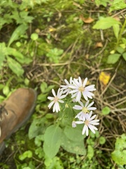 Symphyotrichum drummondii