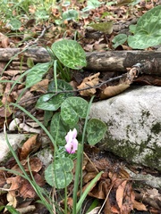 Cyclamen purpurascens
