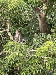 Micrastur semitorquatus