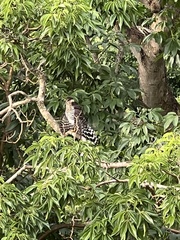 Micrastur semitorquatus