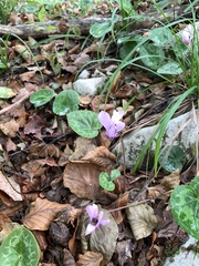 Cyclamen purpurascens
