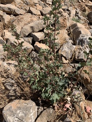 Acer monspessulanum