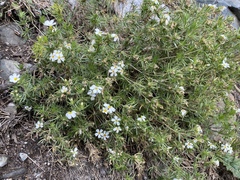 Leptosiphon nuttallii