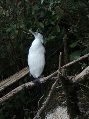 Phalacrocorax varius