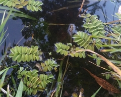 Salvinia natans