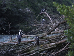 Phalacrocorax varius