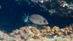 Diplodus sargus