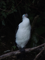 Phalacrocorax varius