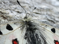 Parnassius phoebus