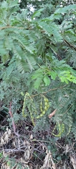 Vachellia karroo