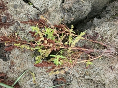 Rumex dentatus