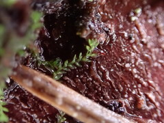 Douinia ovata
