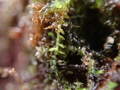 Douinia ovata