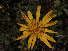 Tragopogon orientalis