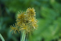 Cyperus strigosus