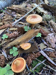 Hygrophoropsis aurantiaca