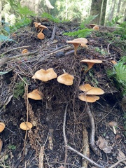 Hygrophoropsis aurantiaca