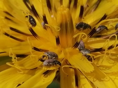 Tragopogon orientalis