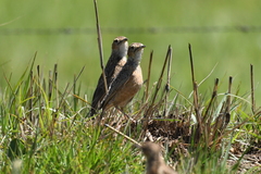 Chersomanes albofasciata