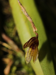 Specklinia brighamii