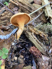 Hygrophoropsis aurantiaca